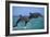 Two Bottlenosed Dolphins Jumping-null-Framed Photographic Print