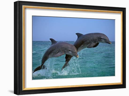 Two Bottlenosed Dolphins Jumping-null-Framed Photographic Print