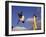 Two Boys Practice Capoeira, the Brazilian Martial Art-Camilla Watson-Framed Photographic Print