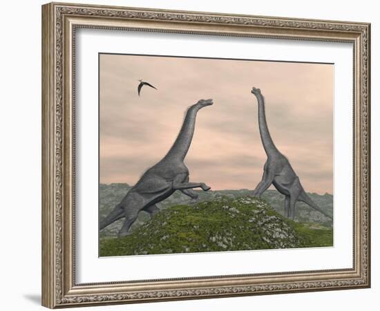 Two Brachiosaurus Dinosaurs Fighting-null-Framed Art Print