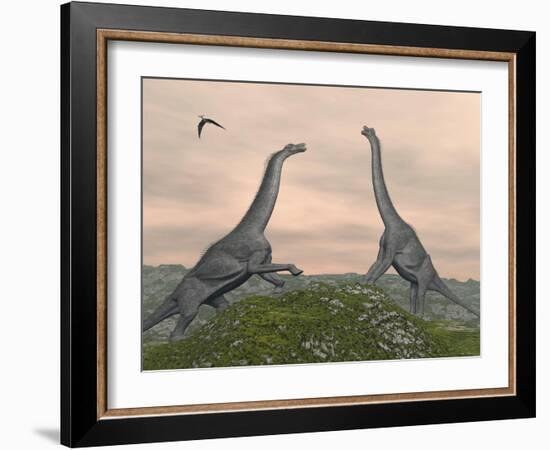 Two Brachiosaurus Dinosaurs Fighting-null-Framed Art Print