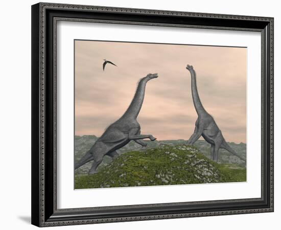 Two Brachiosaurus Dinosaurs Fighting-null-Framed Art Print