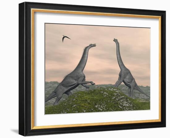 Two Brachiosaurus Dinosaurs Fighting-null-Framed Art Print