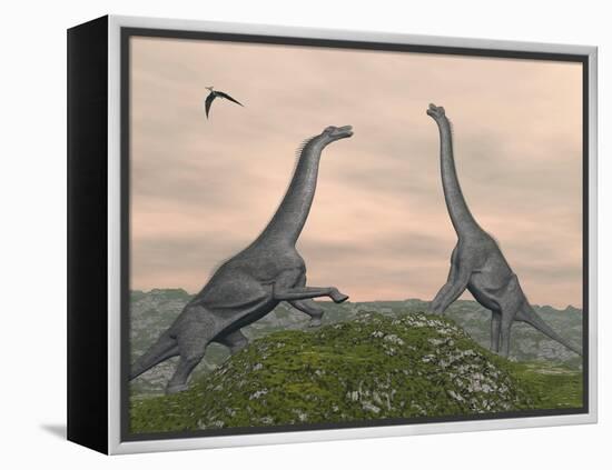 Two Brachiosaurus Dinosaurs Fighting-null-Framed Stretched Canvas