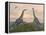 Two Brachiosaurus Dinosaurs Fighting-null-Framed Stretched Canvas