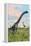 Two Brachiosaurus Dinosaurs in a Prehistoric Environment-null-Framed Stretched Canvas