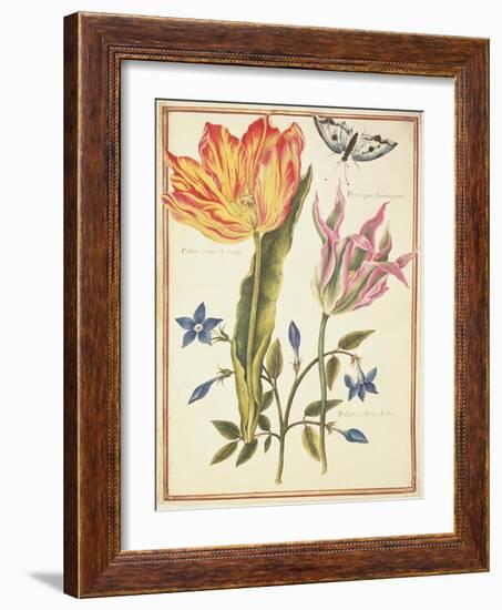 Two 'Broken' Tulips and a Periwinkle-Nicolas Robert-Framed Giclee Print