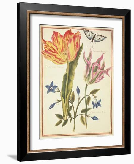 Two 'Broken' Tulips and a Periwinkle-Nicolas Robert-Framed Giclee Print