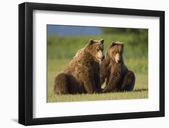 Two Brown Bears Sitting in Meadow at Hallo Bay-Paul Souders-Framed Photographic Print