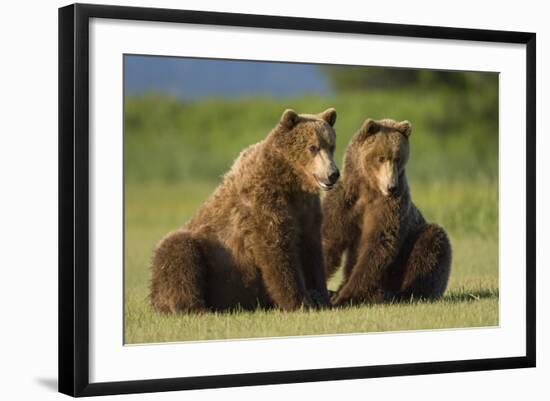 Two Brown Bears Sitting in Meadow at Hallo Bay-Paul Souders-Framed Photographic Print