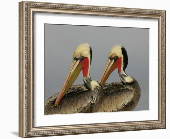 Two Brown Pelicans Preening in Rhythm, La Jolla, California, USA-Arthur Morris-Framed Photographic Print