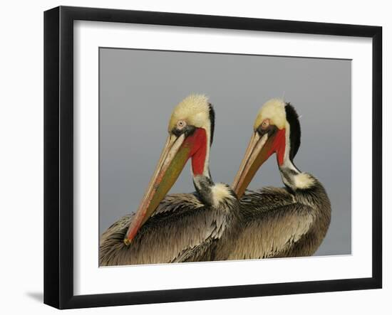 Two Brown Pelicans Preening in Rhythm, La Jolla, California, USA-Arthur Morris-Framed Photographic Print