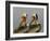 Two Brown Pelicans Preening in Rhythm, La Jolla, California, USA-Arthur Morris-Framed Photographic Print