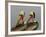 Two Brown Pelicans Preening in Rhythm, La Jolla, California, USA-Arthur Morris-Framed Photographic Print