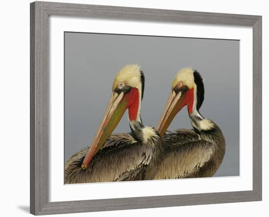 Two Brown Pelicans Preening in Rhythm, La Jolla, California, USA-Arthur Morris-Framed Photographic Print