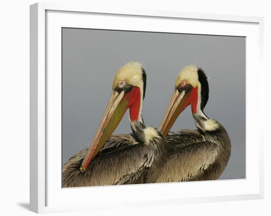 Two Brown Pelicans Preening in Rhythm, La Jolla, California, USA-Arthur Morris-Framed Photographic Print