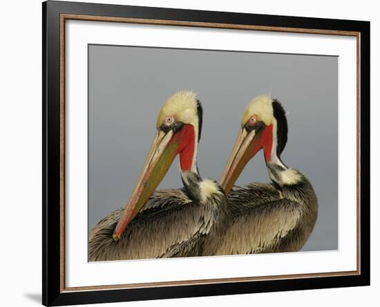 Two Brown Pelicans Preening in Rhythm, La Jolla, California, USA-Arthur Morris-Framed Photographic Print