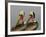 Two Brown Pelicans Preening in Rhythm, La Jolla, California, USA-Arthur Morris-Framed Photographic Print