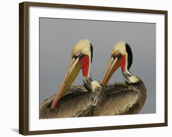 Two Brown Pelicans Preening in Rhythm, La Jolla, California, USA-Arthur Morris-Framed Photographic Print