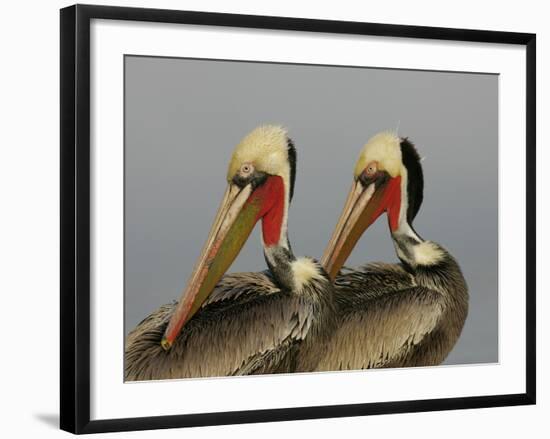 Two Brown Pelicans Preening in Rhythm, La Jolla, California, USA-Arthur Morris-Framed Photographic Print