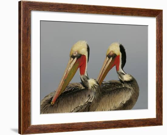 Two Brown Pelicans Preening in Rhythm, La Jolla, California, USA-Arthur Morris-Framed Photographic Print