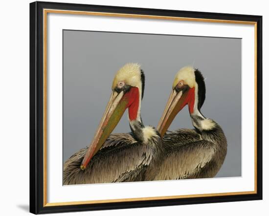 Two Brown Pelicans Preening in Rhythm, La Jolla, California, USA-Arthur Morris-Framed Photographic Print