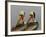 Two Brown Pelicans Preening in Rhythm, La Jolla, California, USA-Arthur Morris-Framed Photographic Print