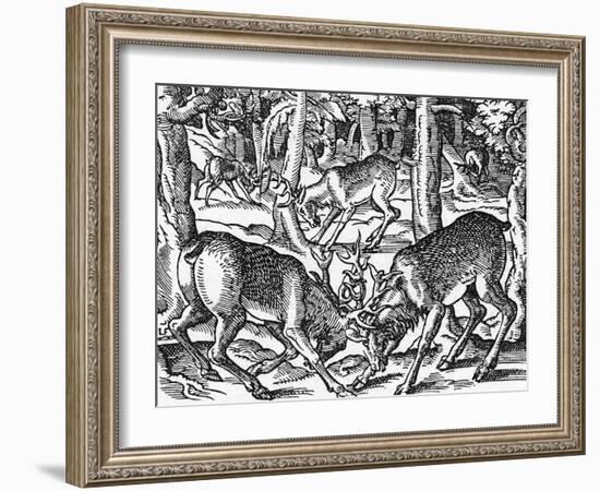 Two Bucks Fighting-Jost Amman-Framed Art Print