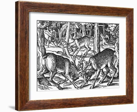 Two Bucks Fighting-Jost Amman-Framed Art Print