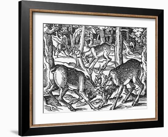 Two Bucks Fighting-Jost Amman-Framed Art Print