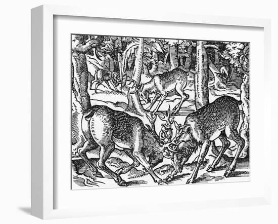 Two Bucks Fighting-Jost Amman-Framed Art Print