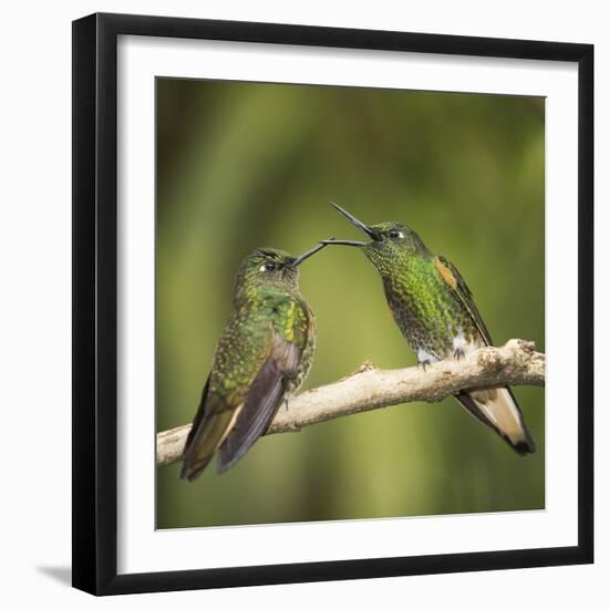 Two Buff-tailed coronet hummingbirds interacting,  Andean montane forest, Ecuador-Mary McDonald-Framed Photographic Print