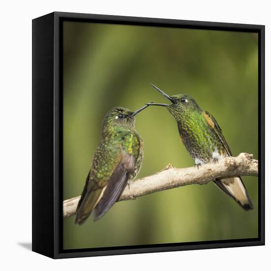 Two Buff-tailed coronet hummingbirds interacting,  Andean montane forest, Ecuador-Mary McDonald-Framed Premier Image Canvas