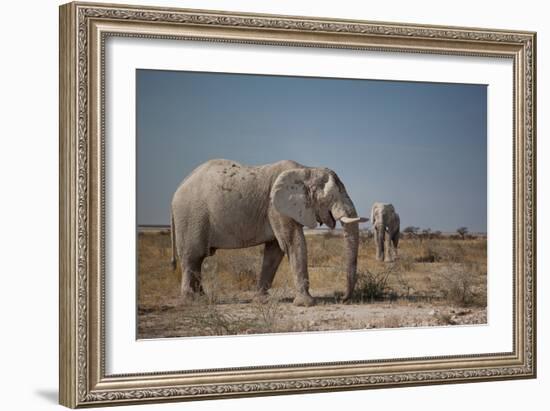 Two Bull Elephants in Etosha National Park, Namibia-Alex Saberi-Framed Photographic Print