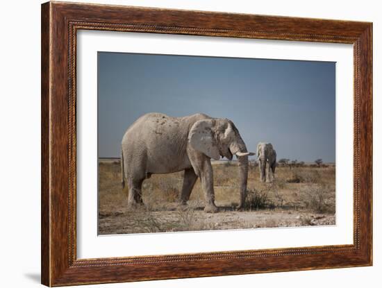 Two Bull Elephants in Etosha National Park, Namibia-Alex Saberi-Framed Photographic Print