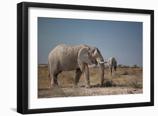 Two Bull Elephants in Etosha National Park, Namibia-Alex Saberi-Framed Photographic Print