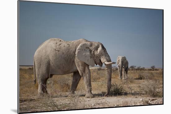 Two Bull Elephants in Etosha National Park, Namibia-Alex Saberi-Mounted Photographic Print