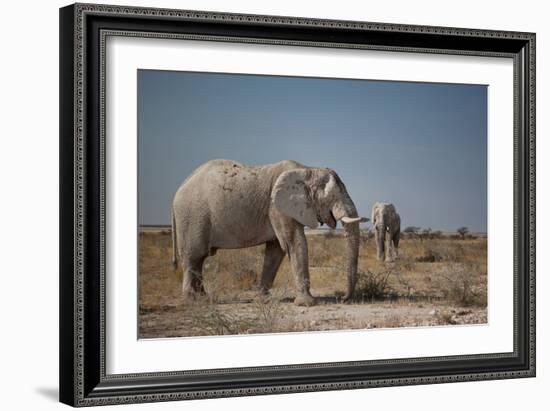 Two Bull Elephants in Etosha National Park, Namibia-Alex Saberi-Framed Photographic Print