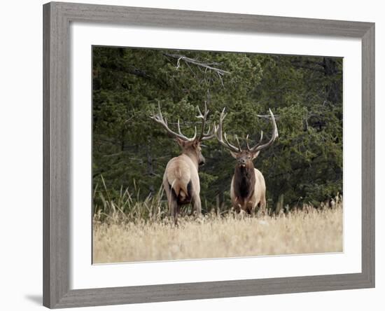 Two Bull Elk (Cervus Canadensis) Facing Off During the Rut, Jasper National Park, Alberta, Canada-James Hager-Framed Photographic Print