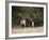 Two Bull Elk (Cervus Canadensis) Facing Off During the Rut, Jasper National Park, Alberta, Canada-James Hager-Framed Photographic Print