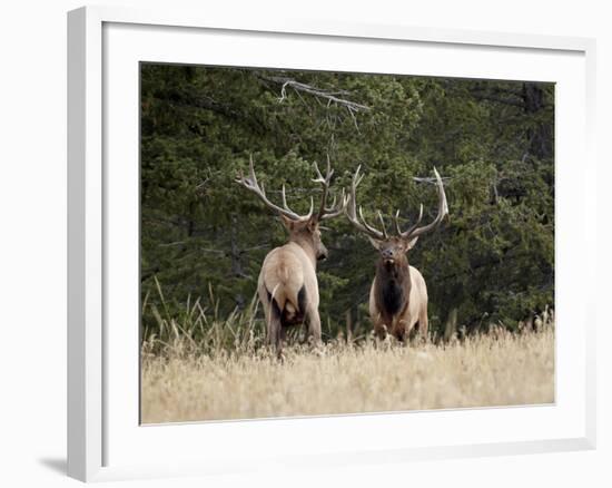 Two Bull Elk (Cervus Canadensis) Facing Off During the Rut, Jasper National Park, Alberta, Canada-James Hager-Framed Photographic Print