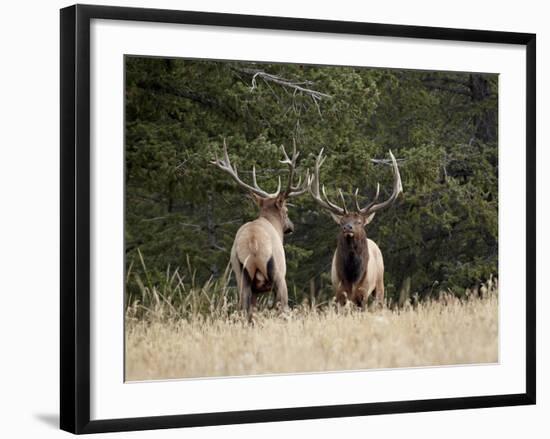 Two Bull Elk (Cervus Canadensis) Facing Off During the Rut, Jasper National Park, Alberta, Canada-James Hager-Framed Photographic Print