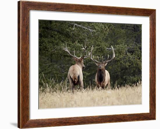 Two Bull Elk (Cervus Canadensis) Facing Off During the Rut, Jasper National Park, Alberta, Canada-James Hager-Framed Photographic Print