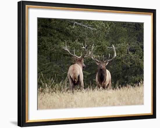 Two Bull Elk (Cervus Canadensis) Facing Off During the Rut, Jasper National Park, Alberta, Canada-James Hager-Framed Photographic Print