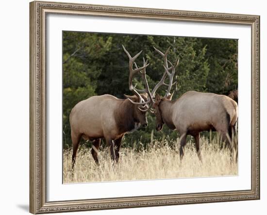 Two Bull Elk (Cervus Canadensis) Sparring During the Rut, Jasper National Park, Alberta, Canada-James Hager-Framed Photographic Print