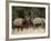 Two Bull Elk (Cervus Canadensis) Sparring During the Rut, Jasper National Park, Alberta, Canada-James Hager-Framed Photographic Print