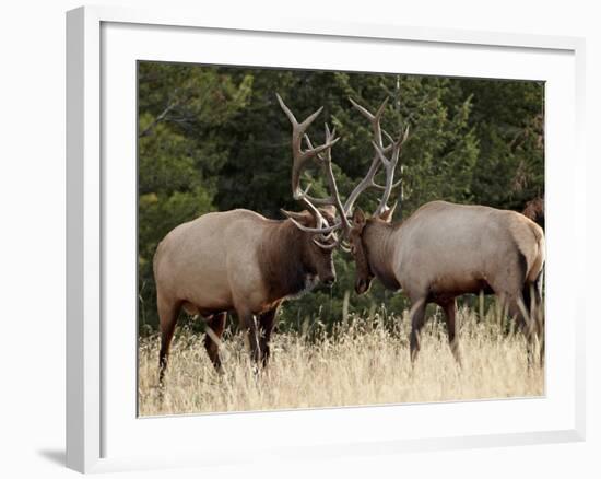 Two Bull Elk (Cervus Canadensis) Sparring During the Rut, Jasper National Park, Alberta, Canada-James Hager-Framed Photographic Print