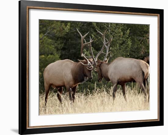 Two Bull Elk (Cervus Canadensis) Sparring During the Rut, Jasper National Park, Alberta, Canada-James Hager-Framed Photographic Print