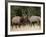 Two Bull Elk (Cervus Canadensis) Sparring During the Rut, Jasper National Park, Alberta, Canada-James Hager-Framed Photographic Print