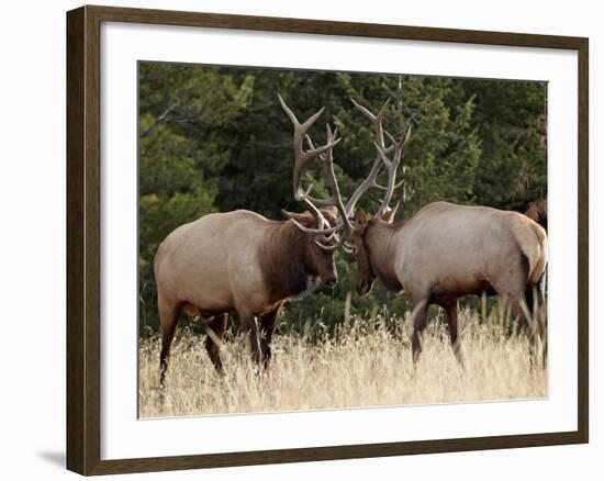 Two Bull Elk (Cervus Canadensis) Sparring During the Rut, Jasper National Park, Alberta, Canada-James Hager-Framed Photographic Print